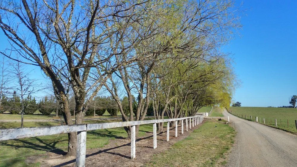 Tree-lined gravel road with a white timber fence stretching through green countryside under a clear blue sky